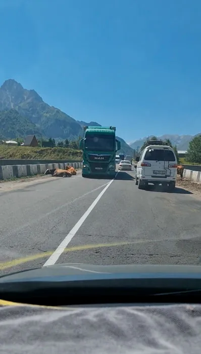 dorogi-gruzii-korova