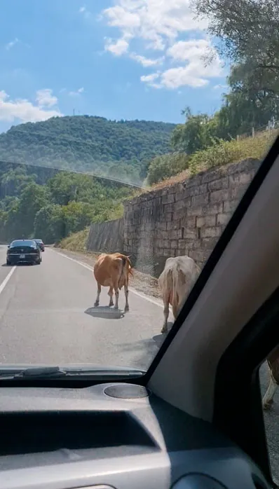 dorogi-gruzii-korovy