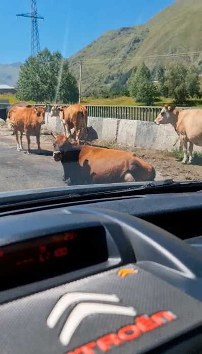 korovy-dorogi-gruzii